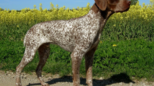 Illustration : Chassagny (69) : Un chien de chasse volé, reste introuvable malgré les recherches