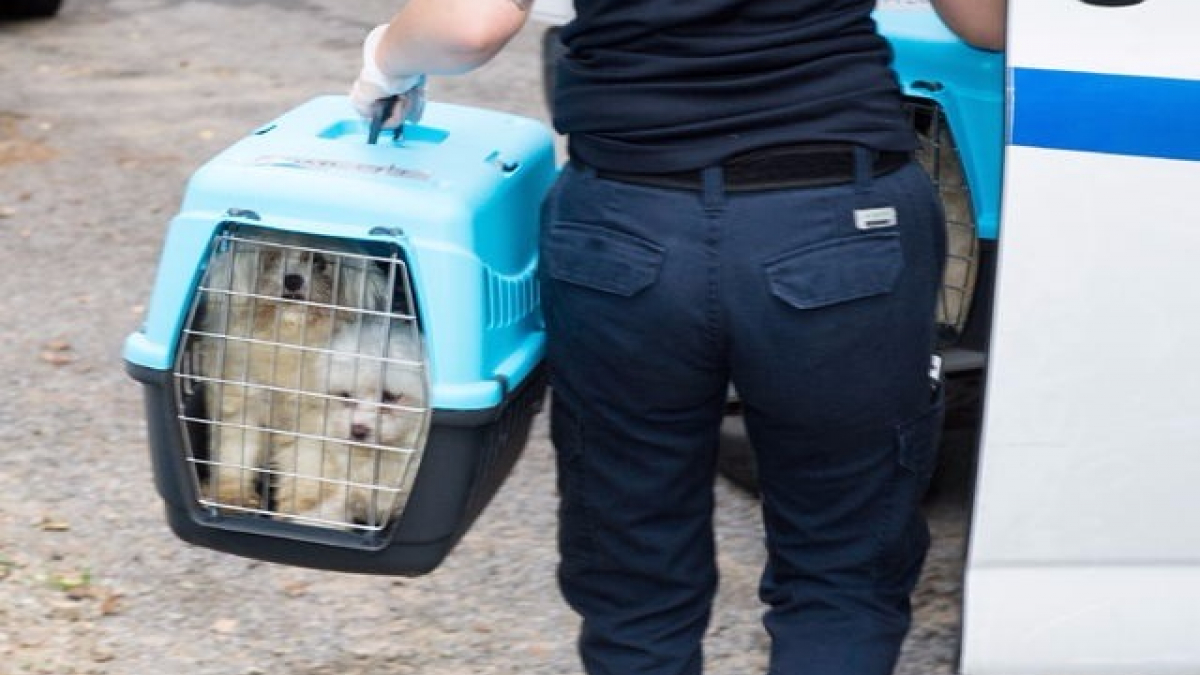 Illustration : "Canada : Des chiens dans un état alarmant découverts dans un élevage clandestin"