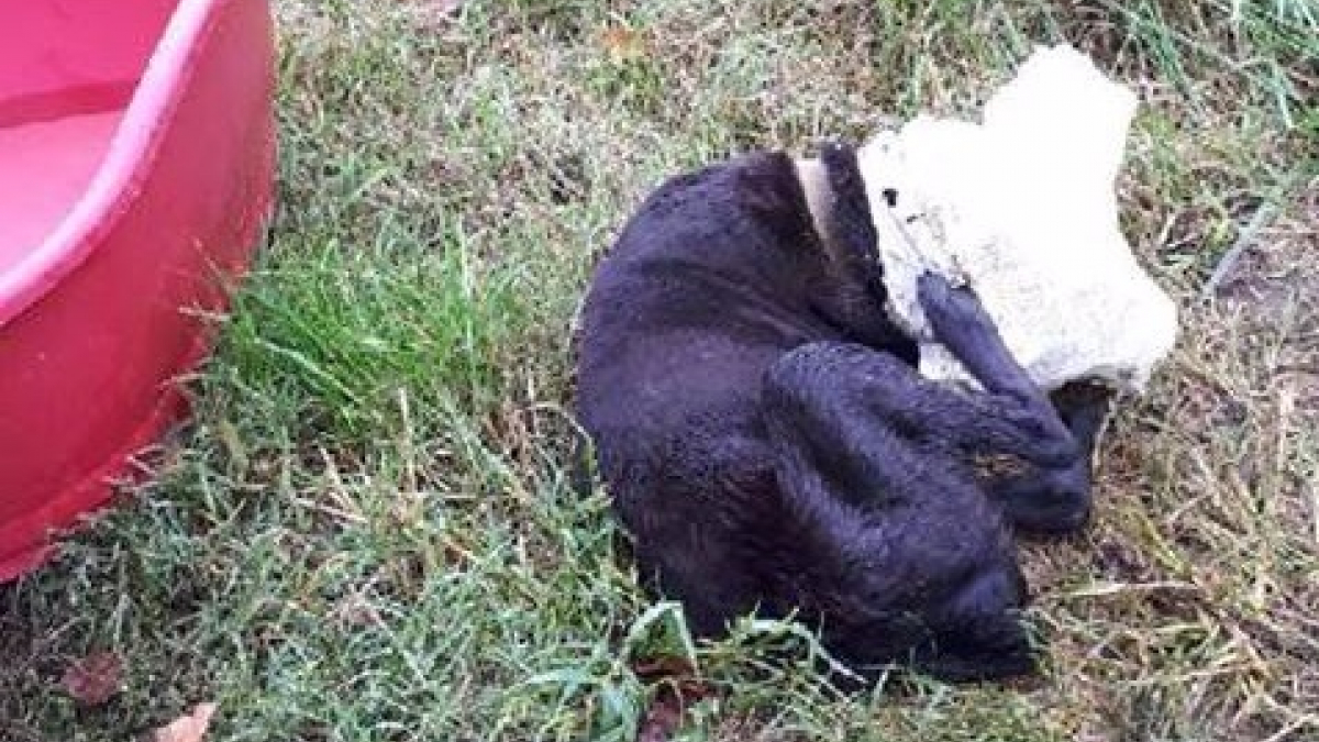 Illustration : "Haute-Garonne : Une chienne blessée découverte dans un fossé"