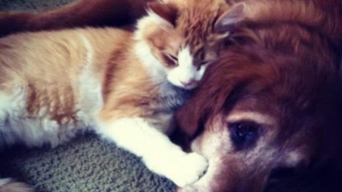 Illustration : "8 photos qui prouvent que l’amitié chat-chien est possible"