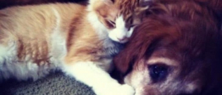 Illustration : "8 photos qui prouvent que l’amitié chat-chien est possible"