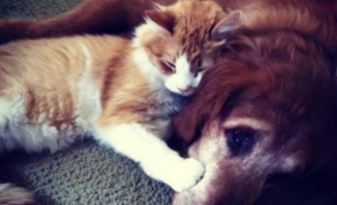 Illustration : "8 photos qui prouvent que l’amitié chat-chien est possible"