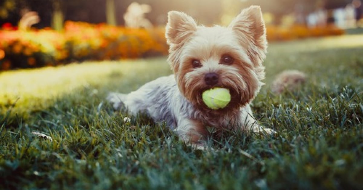 14 races de chiens qui se