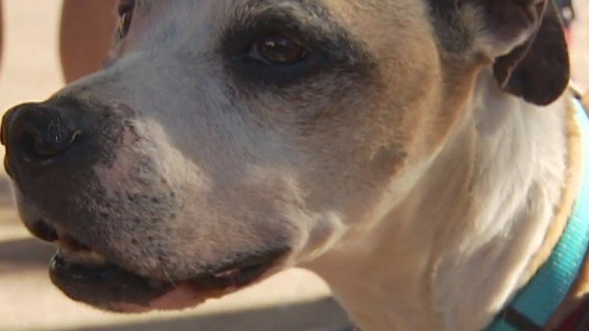 Illustration : "Etats-Unis : Un chien d’assistance retrouvé 3 ans après avoir été volé"