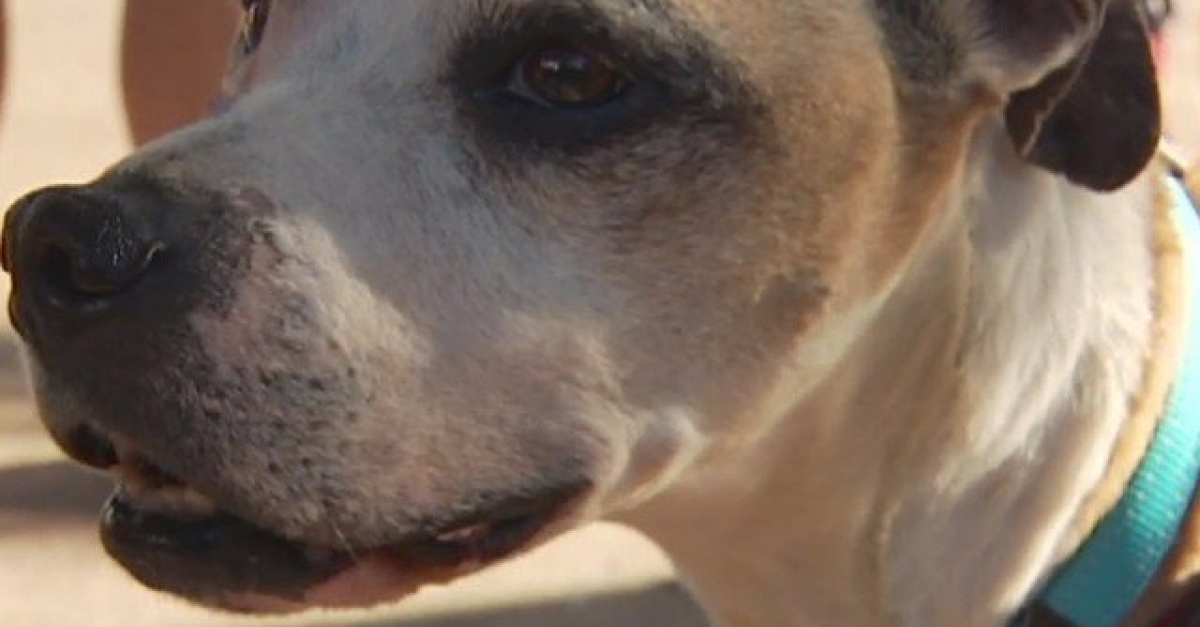 Etats-Unis : Un chien du0027assistance retrouvé 3 ans après avoir été volé