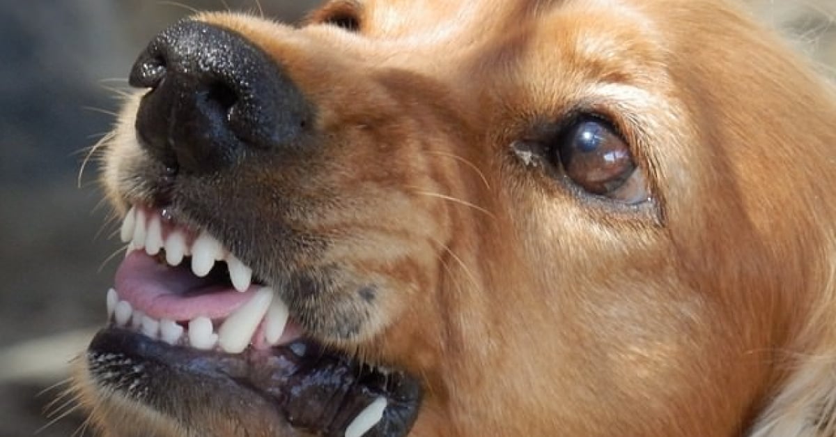 5 signes que votre chien adopté a été maltraité par le passé