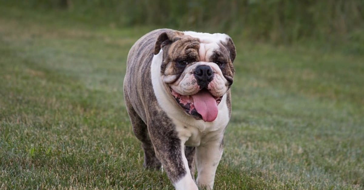 5 races de chiens aux plis adorables