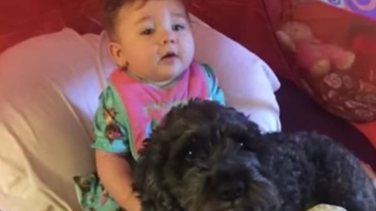 Illustration : "Un chien se sacrifie pour sauver le bébé de la famille"