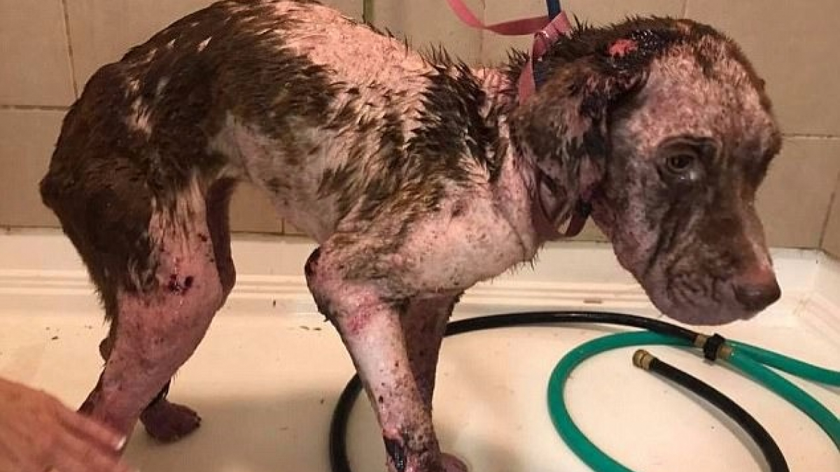 Illustration : "Etats-Unis : Une chienne blessée et malade trouvée dans une décharge du Missouri"