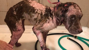 Illustration : Etats-Unis : Une chienne blessée et malade trouvée dans une décharge du Missouri