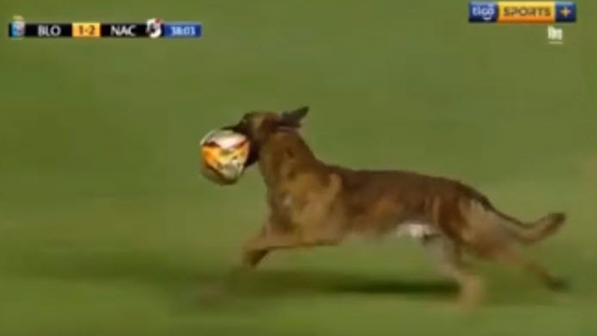 Illustration : "Bolivie : Le chien de la police interrompt un match de football"