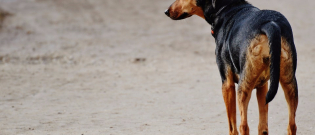 Illustration : "8 signes qui montrent que votre chien se sent seul"