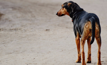 Illustration : "8 signes qui montrent que votre chien se sent seul"