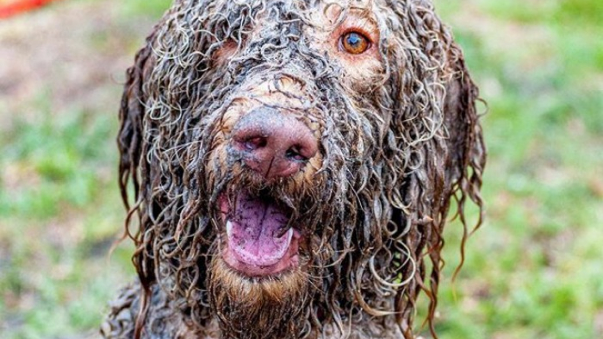Illustration : "15 photos qui prouvent que laisser son chien jouer dans la boue n'est pas une bonne idée"