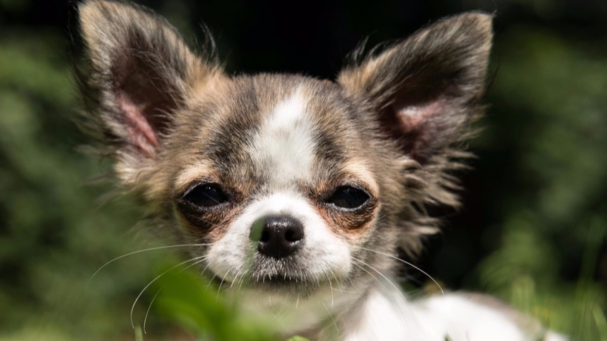 Illustration : "Riket, le Chihuahua kidnappé a été retrouvé !"