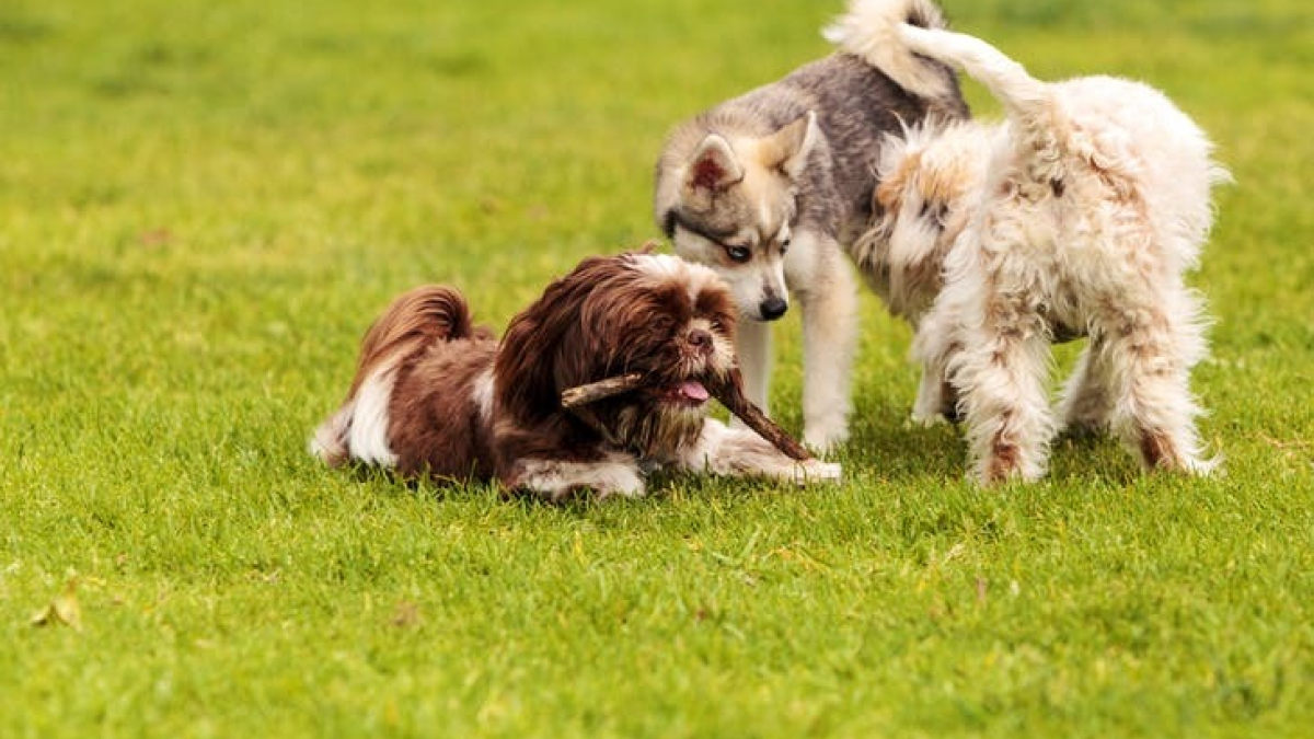 Illustration : "10 règles à suivre lorsque vous promenez votre chien au parc"