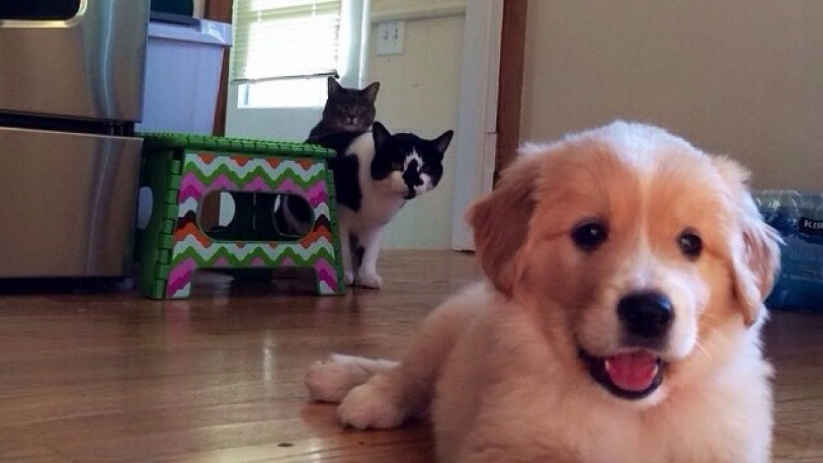Illustration : "20 photos hilarantes de chiens et chats ensemble"