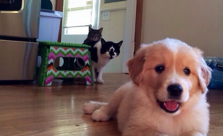 Photos Hilarantes De Chiens Et Chats Ensemble