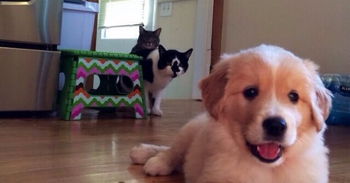 Photos Hilarantes De Chiens Et Chats Ensemble