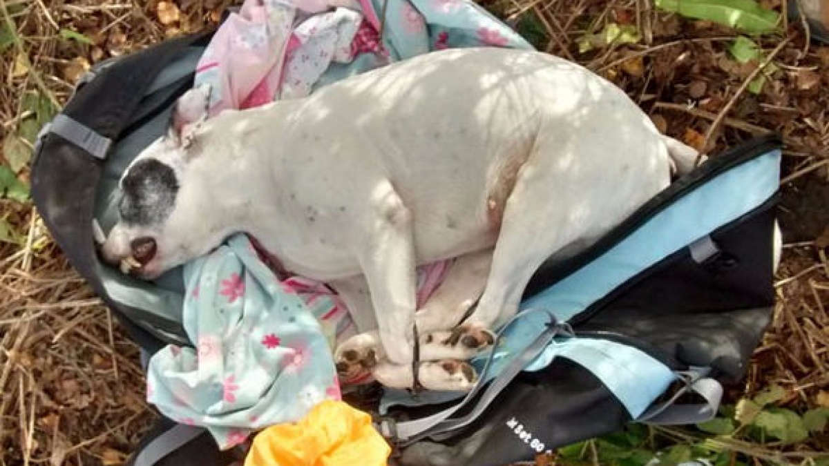 Illustration : "Angleterre : Le cadavre d’un chien aux pattes attachées et placé dans un sac découvert dans une forêt"