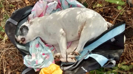 Illustration : Angleterre : Le cadavre d’un chien aux pattes attachées et placé dans un sac découvert dans une forêt