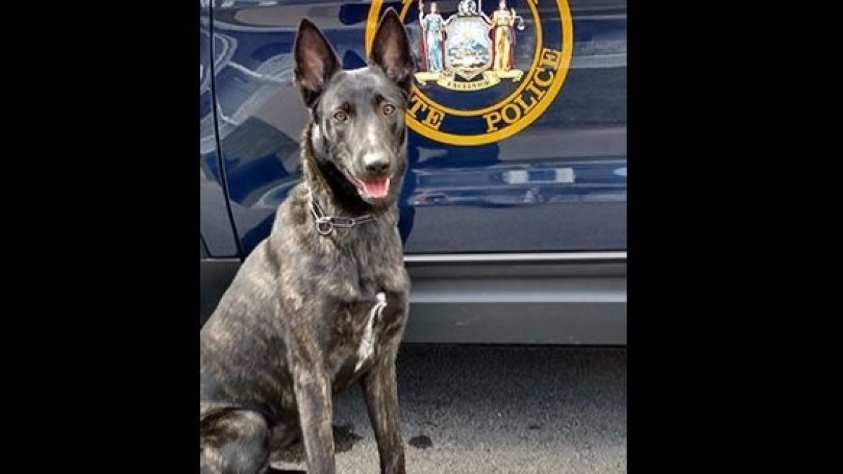 Illustration : "Etats-Unis : Un chien de la police d’Etat de New York a disparu"