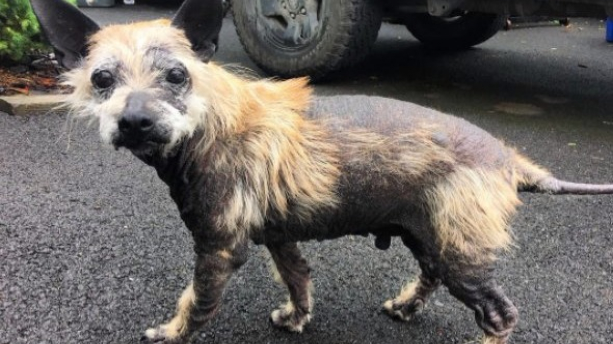 Illustration : "Un chien en triste état leur coupe la route. Ils décident de lui venir en aide"