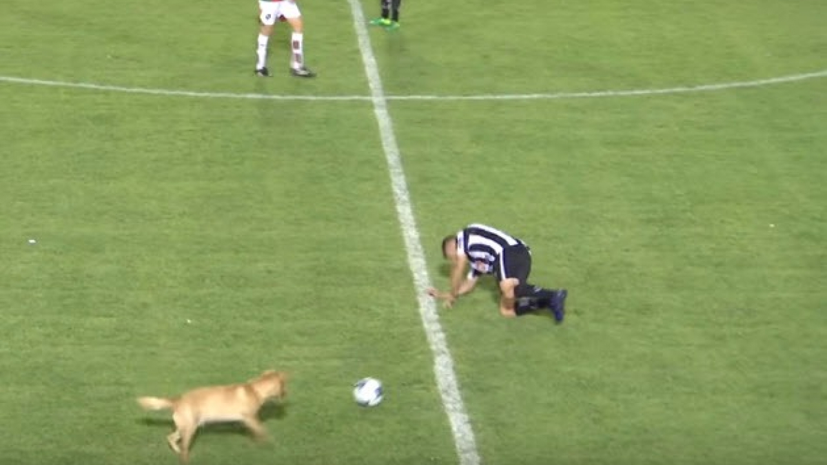 Illustration : "Argentine : L’amusant tacle d’un chien sur un joueur de football"