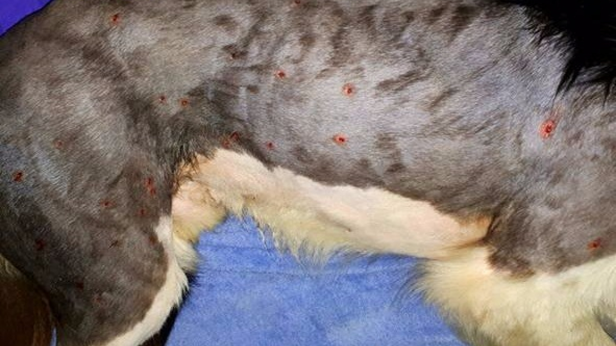 Illustration : "Canada : Un chien revient chez lui avec une quarantaine de plombs dans le corps"