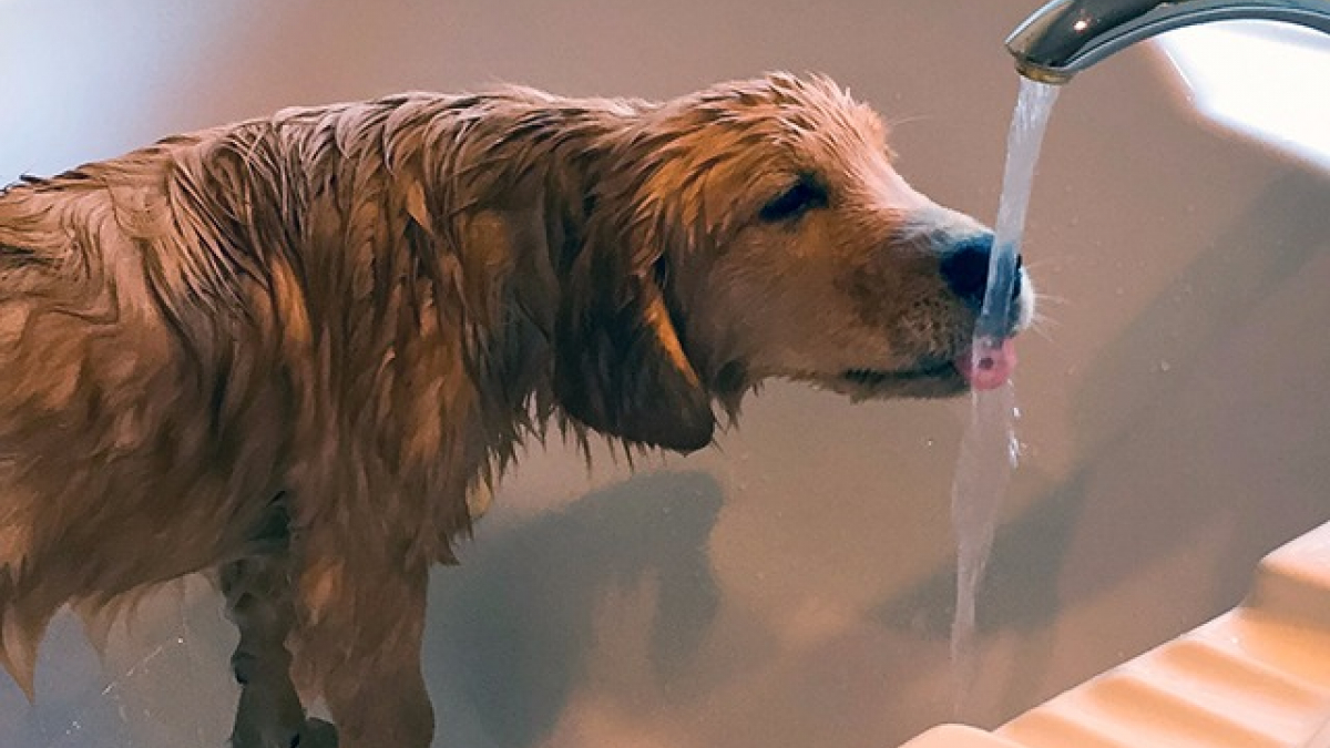 Illustration : "5 idées pour rendre le moment du bain plus agréable pour son chien"
