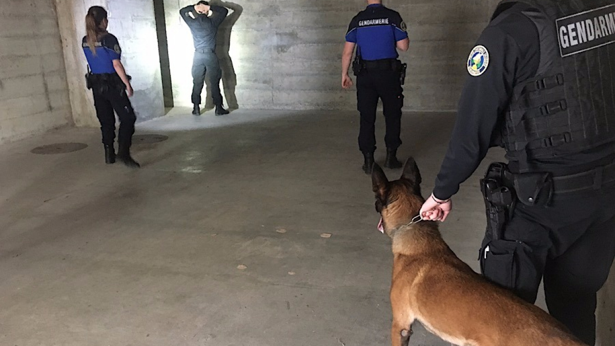 Illustration : "Suisse : La justice déboute le cambrioleur qui avait porté plainte contre le chien de la police"