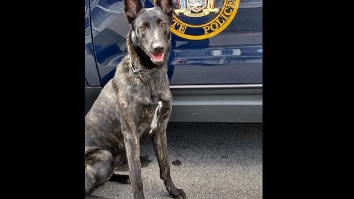 Illustration : "Etats-Unis : La chienne disparue de la police new-yorkaise a été retrouvée"