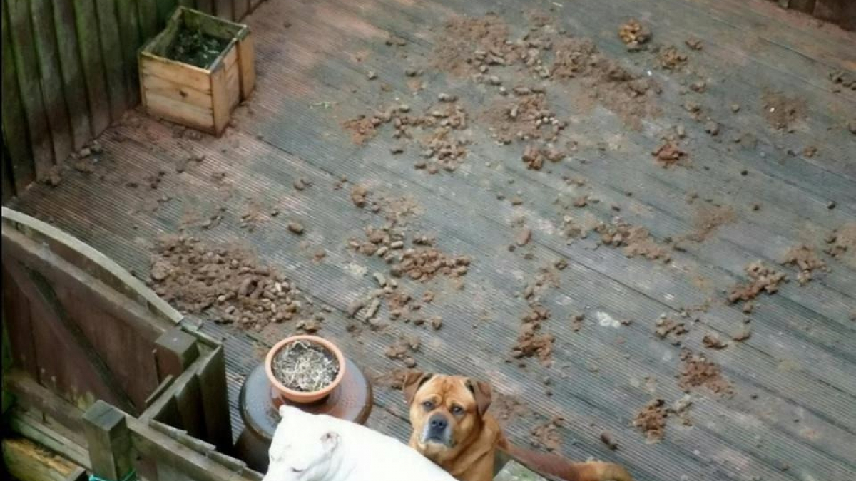 Illustration : "Angleterre : Un habitant à l’amende pour ne pas avoir nettoyé les déjections de ses chiens pendant 6 mois"