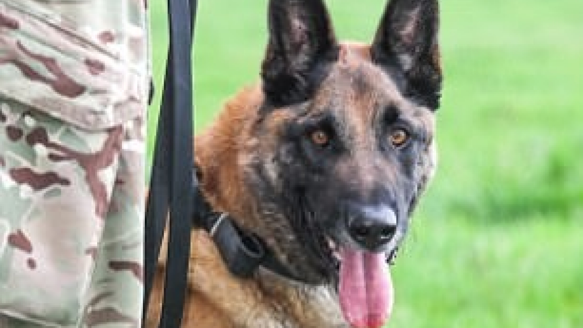 Illustration : "Un chien des forces spéciales britanniques reçoit la prestigieuse médaille Dickin"