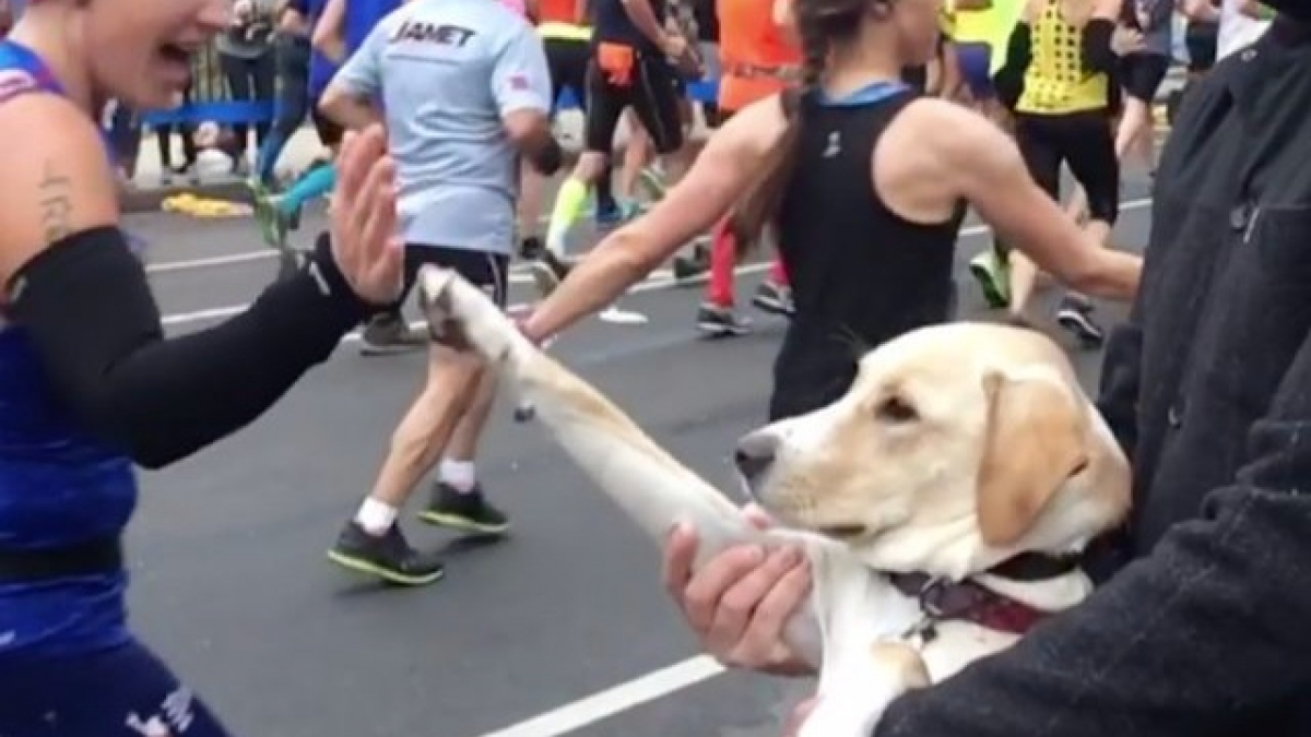 Illustration : "Un chien encourage les coureurs lors du marathon de New York"