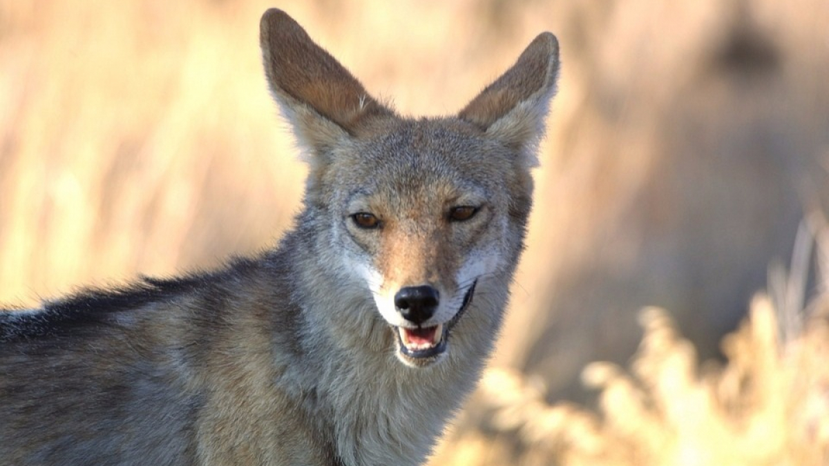 Illustration : "San Francisco : Un chien se blesse en se lançant à la poursuite d’un coyote"