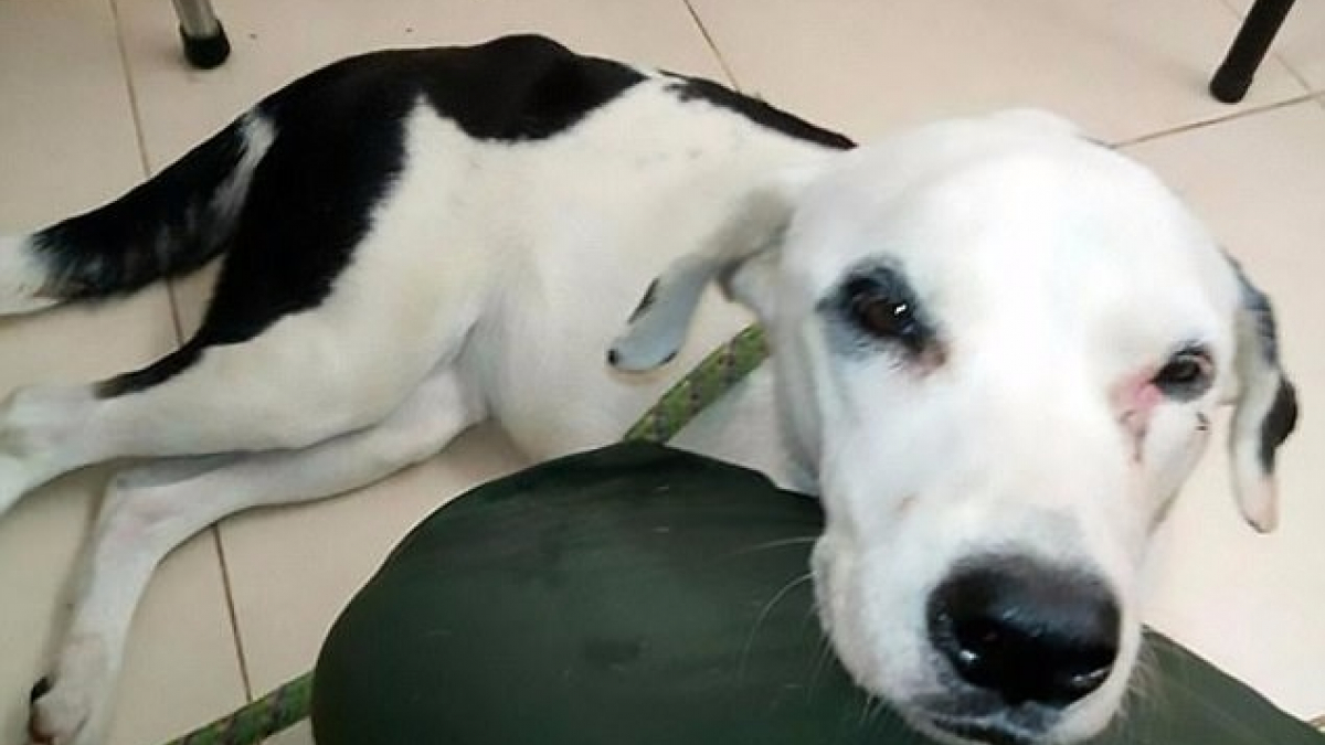 Illustration : "Colombie : Le cœur brisé, une chienne abandonnée dans un aéroport se laisse mourir"