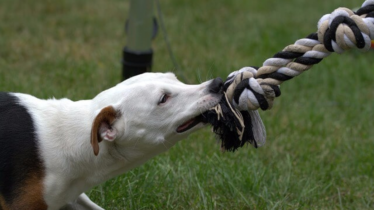 Illustration : "10 races de chiens qui aiment mâchouiller tout et n'importe quoi"