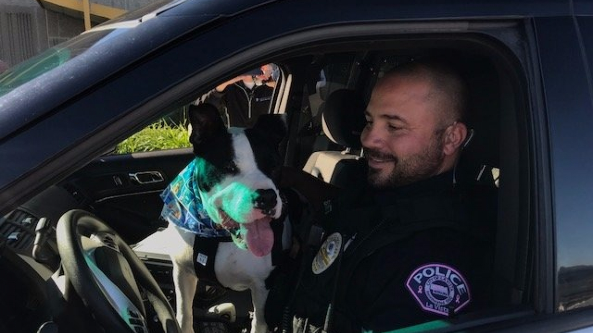 Illustration : "Etats-Unis : Des policiers promènent les chiens d’un refuge pour faciliter leur adoption"