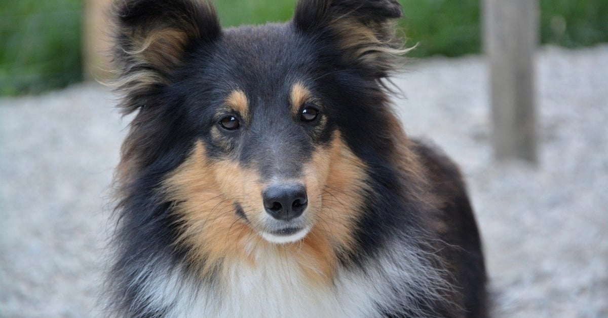 Les 10 Races De Chiens Idéales Pour Une Première Adoption