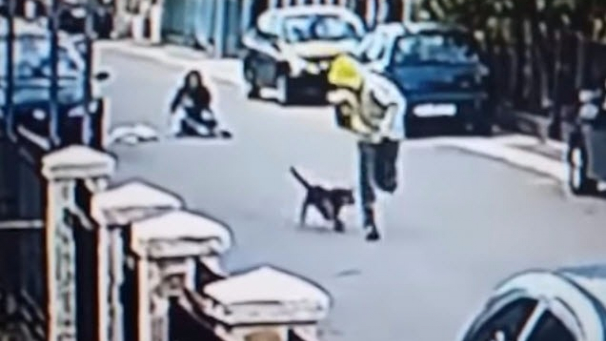 Illustration : "Monténégro : Un chien errant sauve une femme en faisant fuir un voleur"