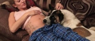 Illustration : "Par son comportement, cette chienne sauve sa maîtresse enceinte"