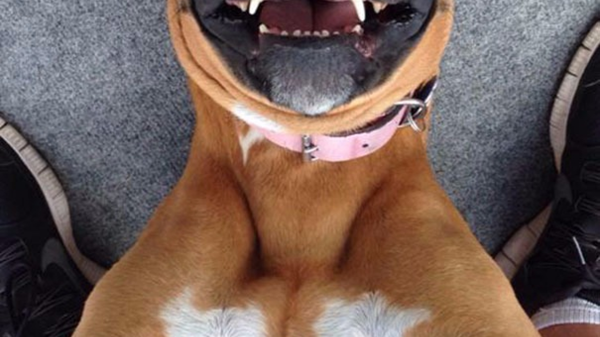 Illustration : "Les 15 meilleurs selfies pris par des chiens"