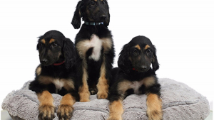 Illustration : Corée du Sud : Naissance de chiots clonés à partir du premier clone canin du monde