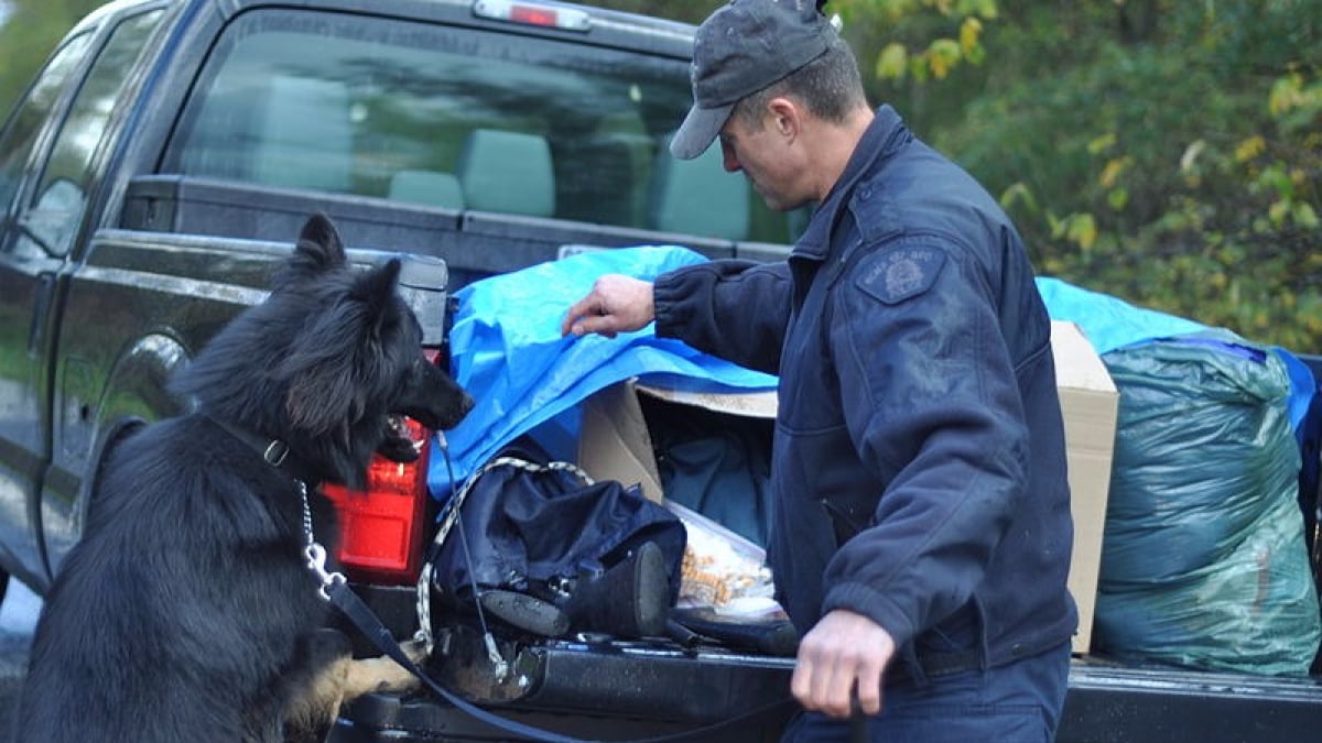 Illustration : "Canada : Un voleur de voiture à la conduite dangereuse arrêté grâce au chien de la police"