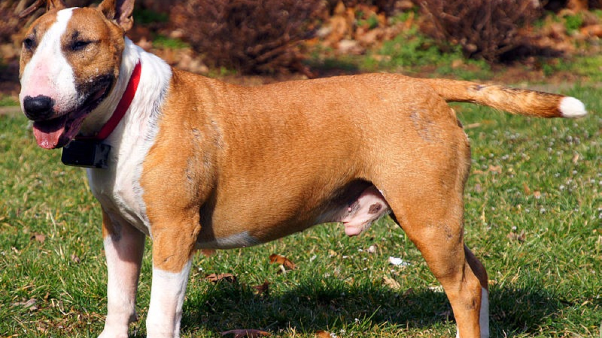 Illustration : "Lagord (17) : Un chien de race Bull Terrier mord un enfant de 12 ans"