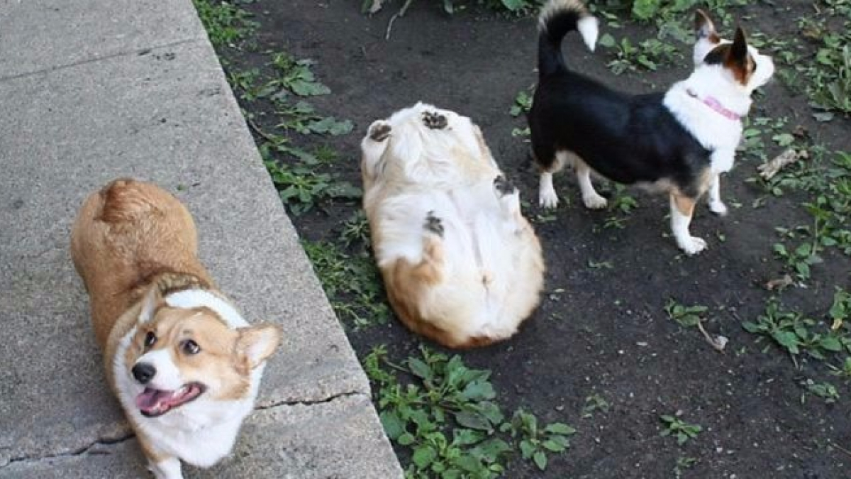 Illustration : "15 photos hilarantes de chiens hystériques"