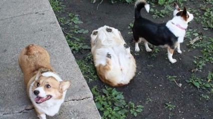 Illustration : 15 photos hilarantes de chiens hystériques