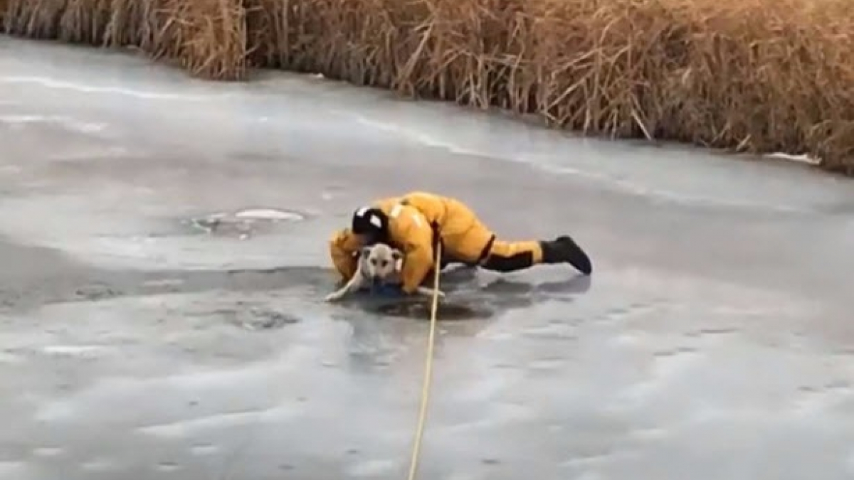 Illustration : "Canada : Un chien pris au piège dans la glace, sauvé par les pompiers"