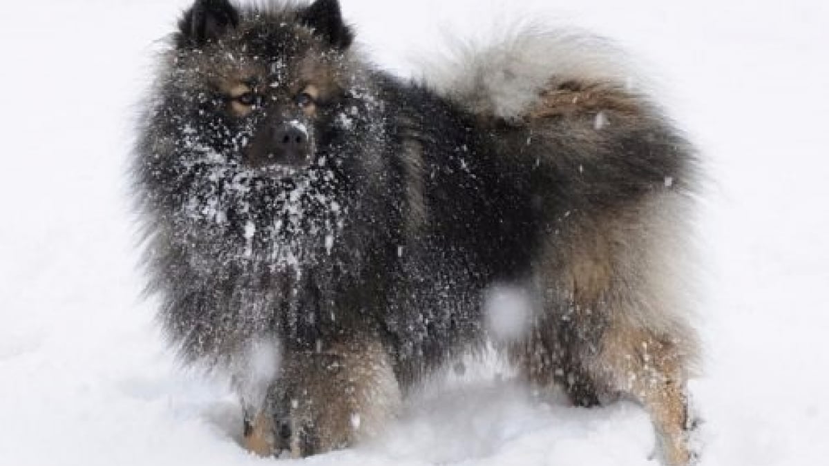 Illustration : "11 races de chiens qui supportent mieux l’hiver que les autres"